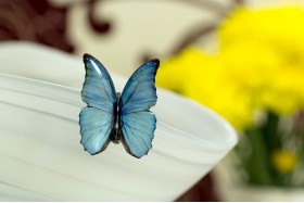 Blue morpho small brooch 