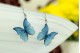 https://www.acdria.co.uk/butterflies/blue-morpho