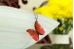 Blue morpho butterfly necklace 
